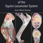 Essentials of Clinical Anatomy ofthe Equine Locomotor System