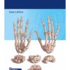 Synopsis of Hand Surgery 1st Edition 2021